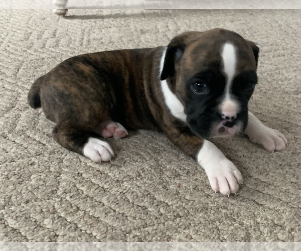 Medium Photo #1 Boxer Puppy For Sale in PRINCETON, MN, USA