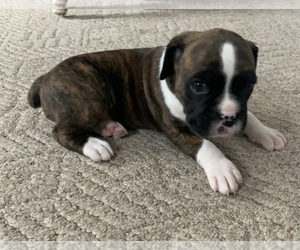 Boxer Puppy for sale in PRINCETON, MN, USA