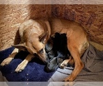 Small Photo #5 German Shepherd Dog Puppy For Sale in CARROLLTON, GA, USA