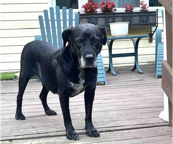 Medium Photo #12 Boxer-Unknown Mix Puppy For Sale in Mount Laurel, NJ, USA