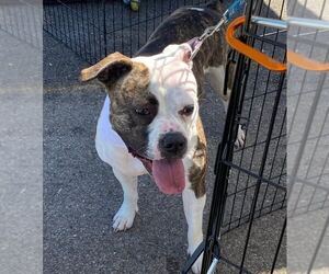 Dalilah - Female Boxer-Unknown Mix Dog for Adoption - Photo #10