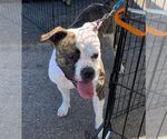 Small #9 Boxer Mix