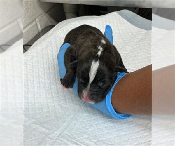 Medium Photo #1 Argentinian Mastiff Puppy For Sale in San Bernardino, CA, USA