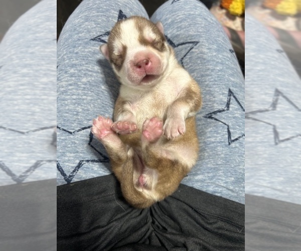 Medium Photo #2 Siberian Husky Puppy For Sale in PEYTON, CO, USA