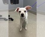 Small Chihuahua Mix