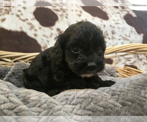 Cavapoo Puppy for sale in CARLYLE, IL, USA