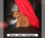 Small #1 Cockapoo (Miniature)