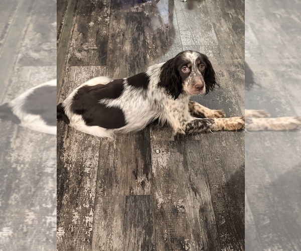 Medium Photo #1 English Springer Spaniel Puppy For Sale in BUFFALO, MO, USA