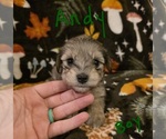 Small #11 Chizer