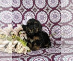 Small Photo #2 Poovanese Puppy For Sale in STRASBURG, PA, USA