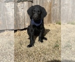 Small Photo #5 Chesa-Poo Puppy For Sale in ABILENE, TX, USA