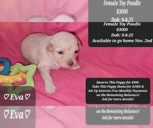 Poodle (Toy) Puppy for sale in TUCSON, AZ, USA