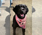 Small #1 Labradoodle