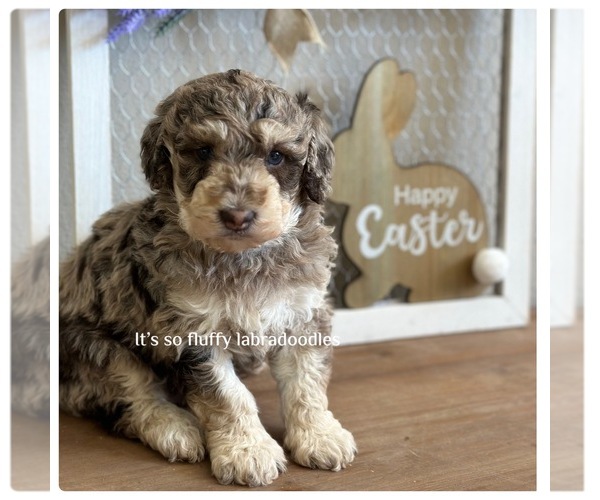 Medium Photo #6 Poodle (Miniature) Puppy For Sale in GROVELAND, FL, USA