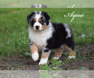 Australian Shepherd Puppy for sale in EASTON, MO, USA
