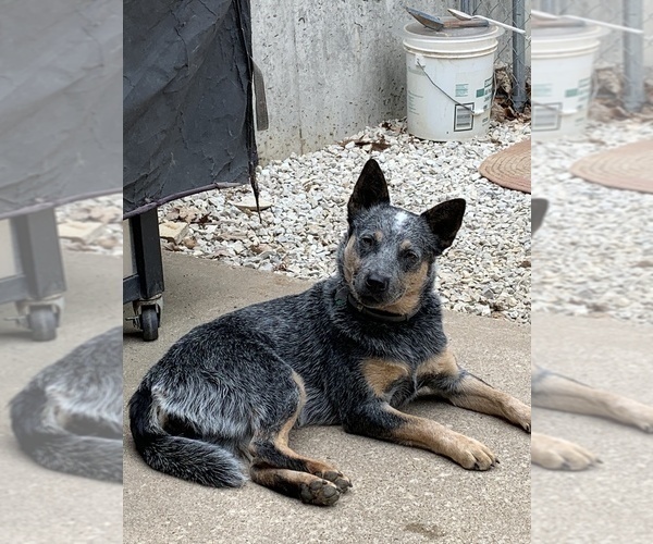 Medium Photo #1 Australian Cattle Dog Puppy For Sale in HOLTS SUMMIT, MO, USA