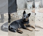 Small Photo #1 Australian Cattle Dog Puppy For Sale in HOLTS SUMMIT, MO, USA