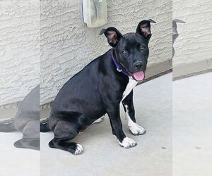 American Pit Bull Terrier-Unknown Mix Dogs for adoption in Chandler, AZ, USA