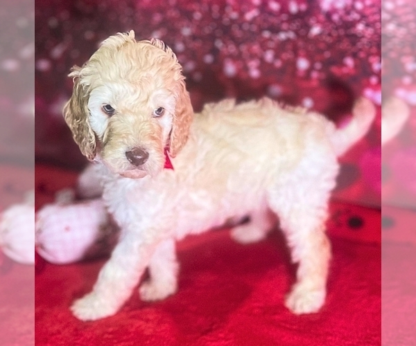 Medium Photo #3 Goldendoodle Puppy For Sale in GONZALES, LA, USA