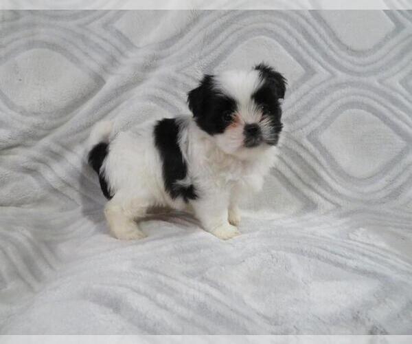 Medium Photo #2 Shiranian Puppy For Sale in HAWESVILLE, KY, USA