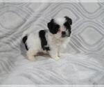 Small Photo #2 Shiranian Puppy For Sale in HAWESVILLE, KY, USA