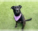 Small #1 Labrador Retriever Mix
