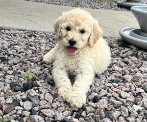 Poodle (Standard) Puppy for Sale in LUDLOW, Missouri USA