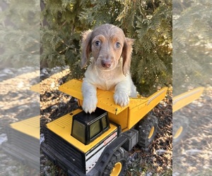 Dachshund Puppy for sale in MIDDLEBURY, IN, USA