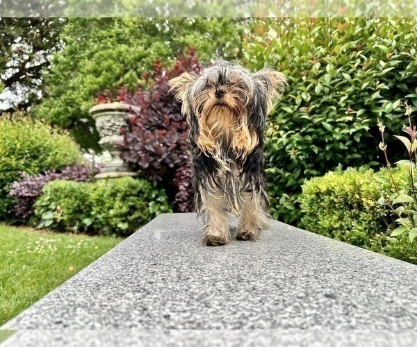 Medium Photo #14 Yorkshire Terrier Puppy For Sale in HAYWARD, CA, USA