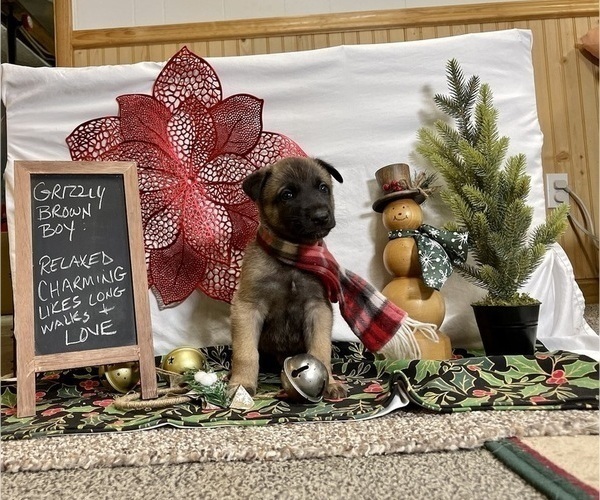 Medium Photo #1 Belgian Malinois Puppy For Sale in LOST CREEK, WV, USA