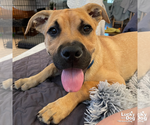 Small #5 Labrador Retriever Mix