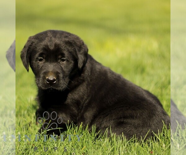 Medium Photo #5 Labrador Retriever Puppy For Sale in RONKS, PA, USA