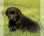 Small #4 Labrador Retriever