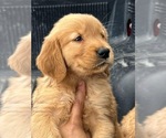 Small Photo #11 Golden Retriever Puppy For Sale in SAN DIEGO, CA, USA
