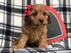 Small Photo #2 Cavapoo Puppy For Sale in CEDAR LANE, PA, USA