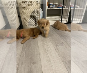 Golden Retriever Puppy for sale in WILBRAHAM, MA, USA