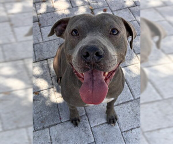 Medium Photo #2 Mutt Puppy For Sale in Sanford, FL, USA