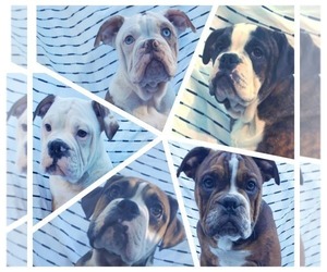 Olde English Bulldogge Litter for sale in CASTLE ROCK, WA, USA