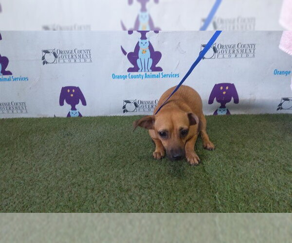 Medium Photo #1 Chihuahua-Unknown Mix Puppy For Sale in Orlando, FL, USA