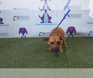 Chihuahua-Unknown Mix Dogs for adoption in Orlando, FL, USA