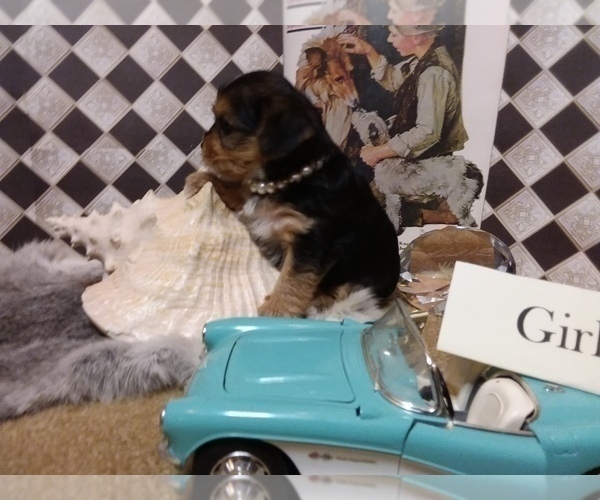 Medium Photo #8 Yorkshire Terrier Puppy For Sale in AUSTIN, TX, USA