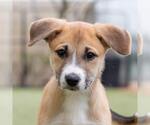 Small #2 Boxer Mix