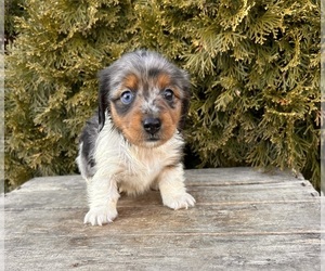 Dachshund Puppy for sale in MIDDLEBURY, IN, USA
