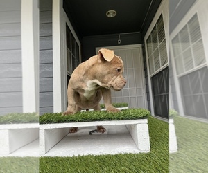 American Bully Puppy for Sale in CERES, California USA