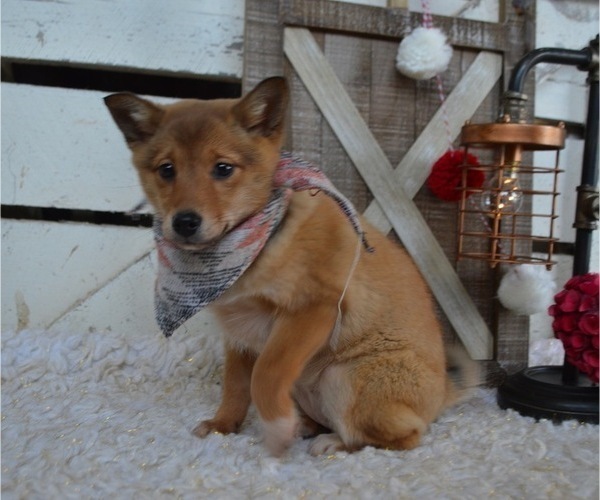 Medium Photo #7 Border Collie-Shiba Inu Mix Puppy For Sale in HONEY BROOK, PA, USA