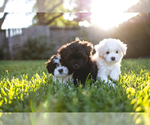 Small Photo #1 Poodle (Toy) Puppy For Sale in HOUSTON, TX, USA
