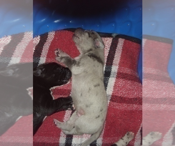 Medium Photo #1 Great Dane-Labrador Retriever Mix Puppy For Sale in ESTACADA, OR, USA