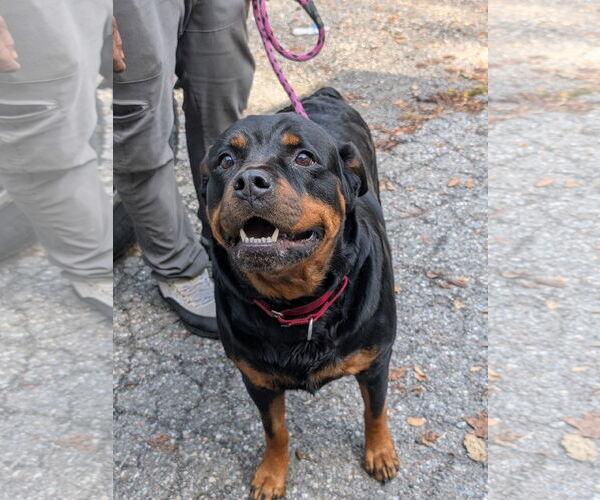 Medium Photo #3 Rottweiler Puppy For Sale in Hillsboro, NH, USA