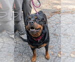 Small #2 Rottweiler