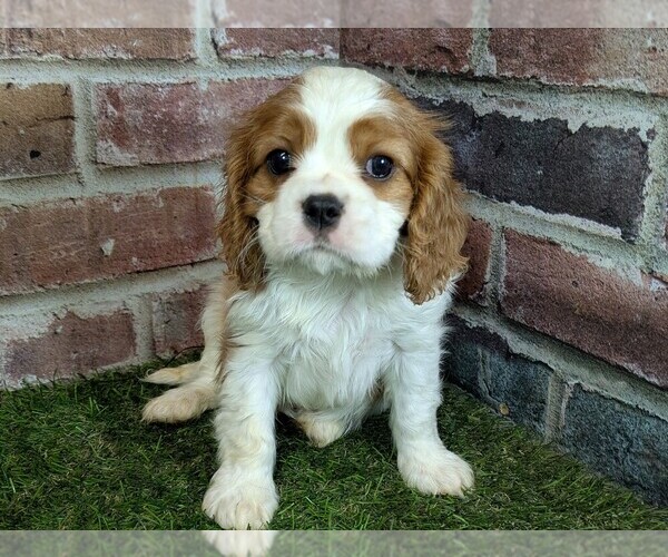 Medium Photo #9 Cavalier King Charles Spaniel Puppy For Sale in MOBERLY, MO, USA